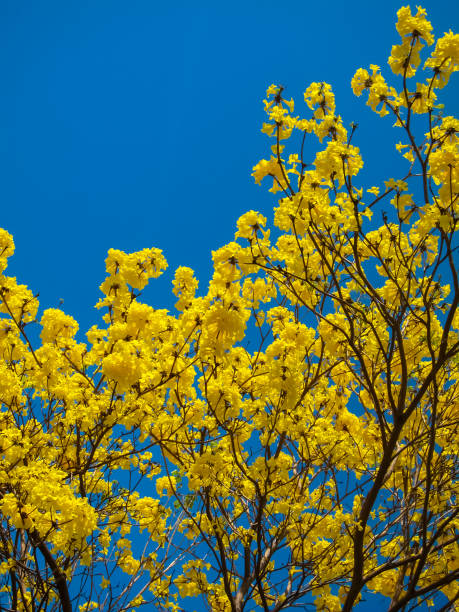 istock Tabebuia Chrysantha or yellow flower tree with blue sky 657558514