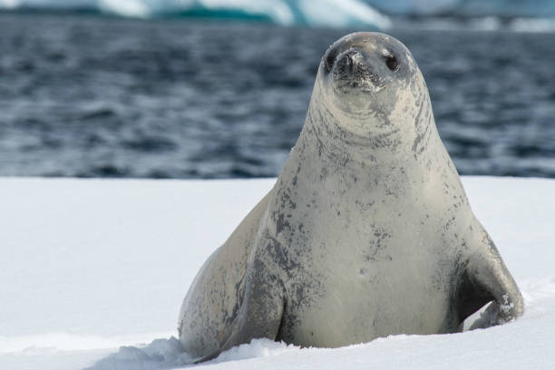 istock Crabeater seals on the ice. 657562998