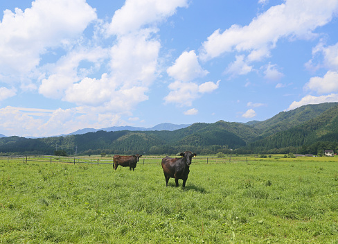 Kuroge Wagyu top cow 前森 plateau