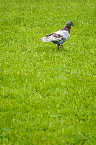 istock Pigeon walking and eat on the grounds 657563570