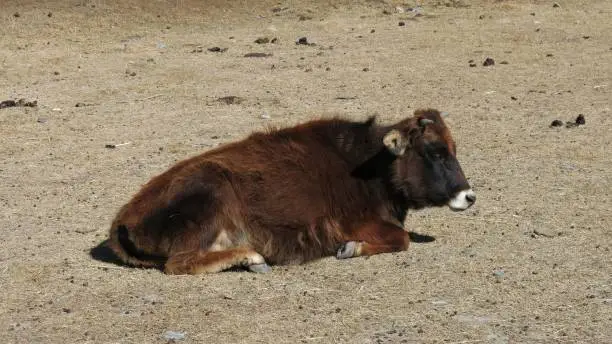 Nepalese lu lu dwarf cow. Rare breed of dwarf cows in Manang and Muktinath.