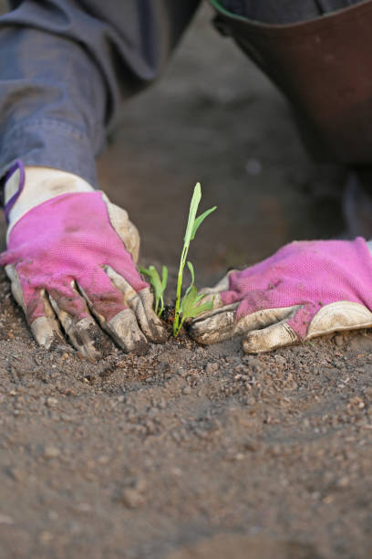 istock A Japanese woman planting spinach 657564386