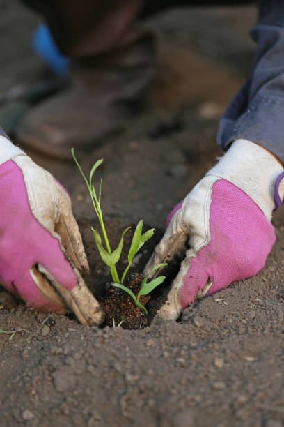 istock A Japanese woman planting spinach 657564392