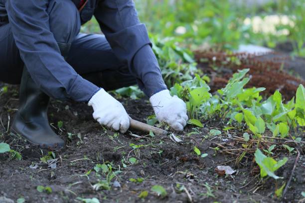 istock A Japanese woman weeding 657564436