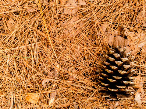 Dried pine needles and pine cone close up.