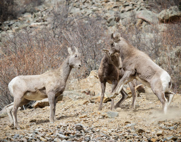 istock Bighorn Sheep in Colorado 657567270