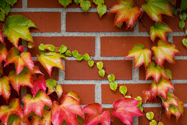 Ivy vines hanging on a brick wall during Autumn