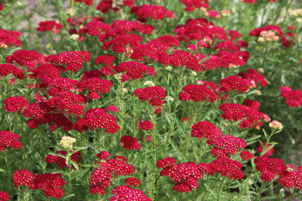 fleur d’achilea milefolium - yarrow photos et images de collection