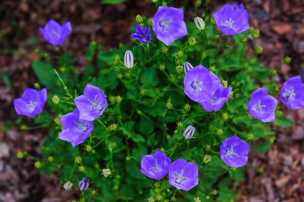hoogte Uitstroom In beweging Decorative Garden Blue Bellflower Blooming In Summer Stock Photo - Download  Image Now - iStock