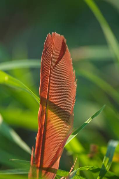 istock Close up of single cardinal feather in shadow 657571196