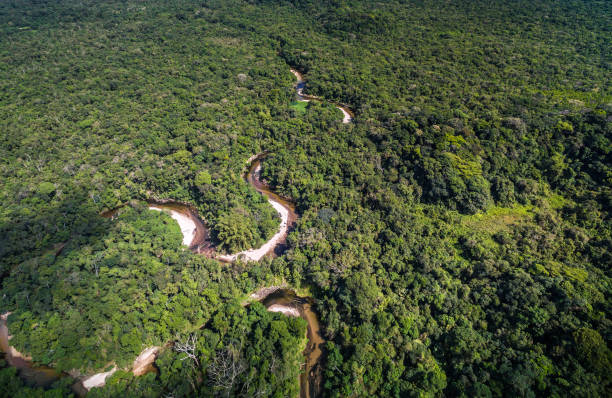 istock Aerial View of Rainforest in Brazil 657572128