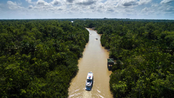 vista aérea de selva tropical en brasil - amazonas fotografías e imágenes de stock