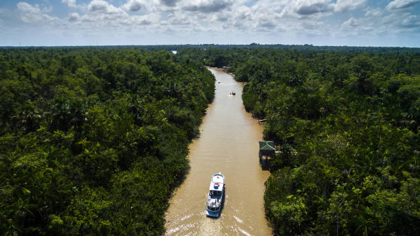 Aerial View of Rainforest in Brazil Aerial View of Rainforest in Brazil amazon river stock pictures, royalty-free photos & images