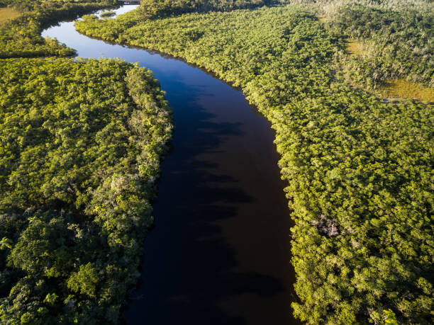 istock Aerial View of Rainforest in Brazil 657572162