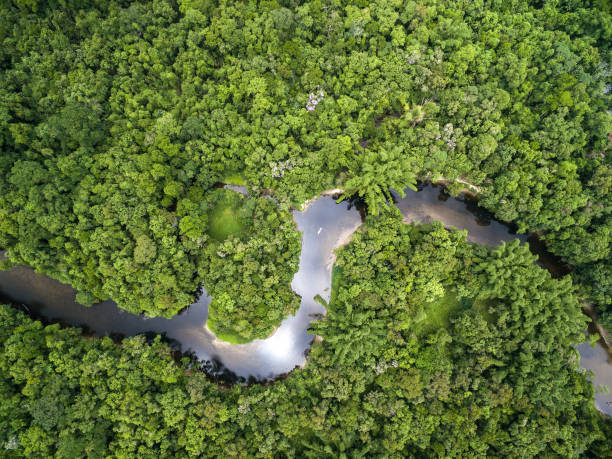 ブラジルの熱帯雨林の空中写真 - アマゾン地域 ストックフォトと画像