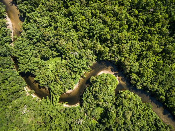 istock Aerial View of Rainforest in Brazil 657572178