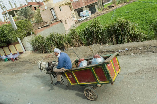 A man traveling on a donkey cart carring jars with milk outside Cairo, capital city of Egypt. The donkey cart is a very popular form of transportation and it is used by lots of local people.