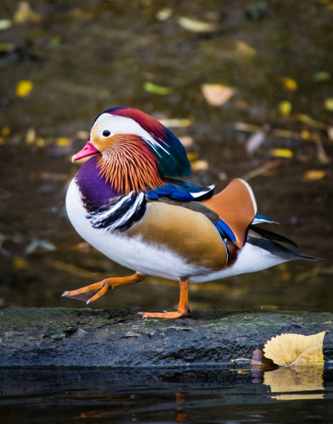 istock The Beautiful Mandarin Duck 657573734