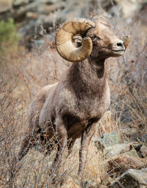 istock Bighorn Sheep in Colorado 657573816