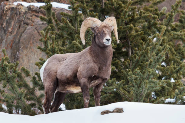 istock Bighorn Sheep in Colorado 657573870