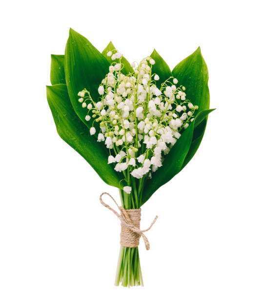 bukiet białych pachnących kwiatów lilie leśne z zielonymi liśćmi izolowanymi na białym tle - bouquet flower cut flowers rose zdjęcia i obrazy z banku zdjęć