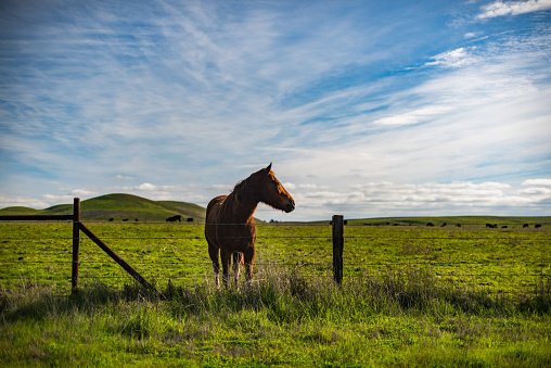 A solo horse at a ranch in the Bay Area of California.