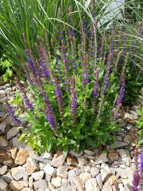 istock Salvia, nemorosa 657595782