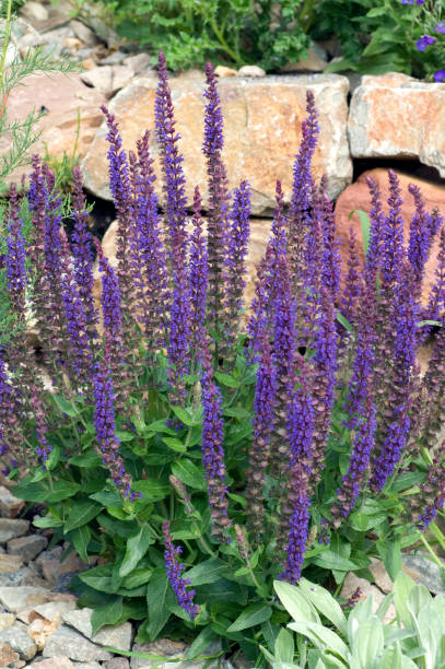 istock Salvia nemorosa; steppe sage 657599048
