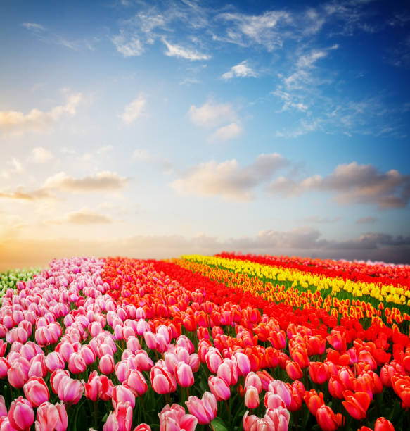 istock Rows of tulip flowers 657599268