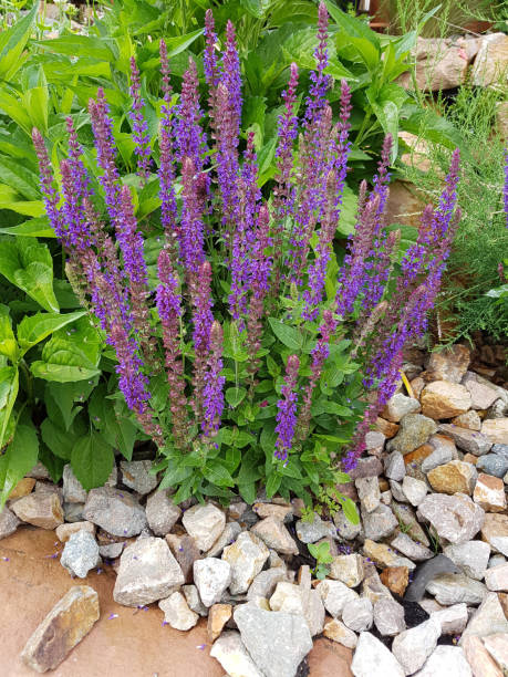 istock Salvia, nemorosa 657599626