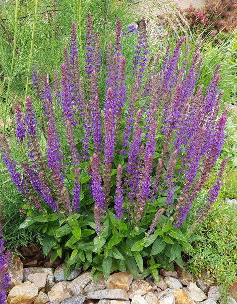 istock Salvia, nemorosa 657599690