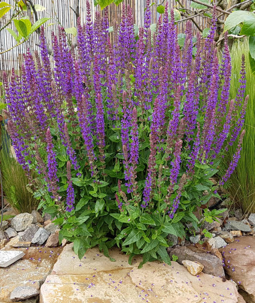istock Salvia, nemorosa 657599792