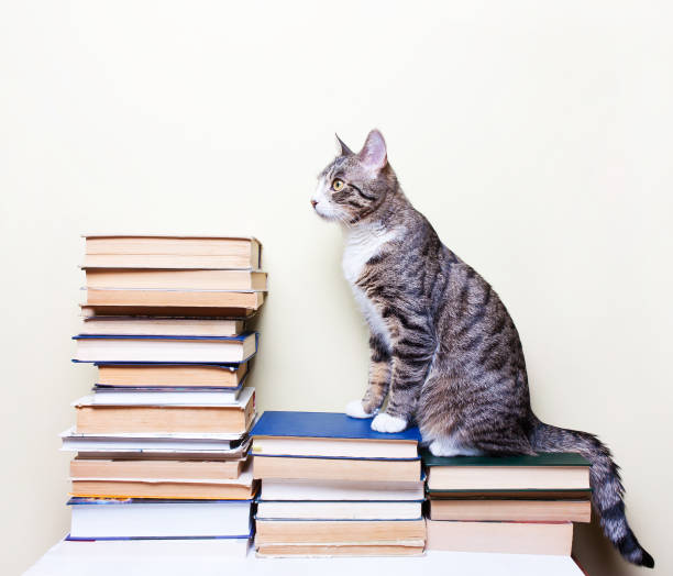 istock Cat sitting on the books, concept studies 657603054