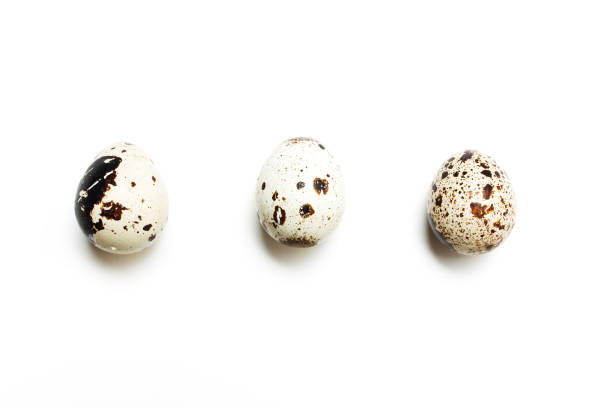 istock Three quail eggs in a row on a white background. View from above 657605724
