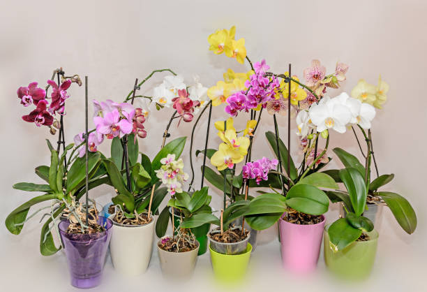 istock Many types of colored orchid  branch flowers, flowerpots and vases, isolated on white background 657606708