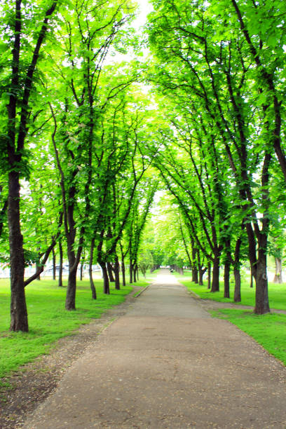 istock Beautiful park with many green trees 657608954
