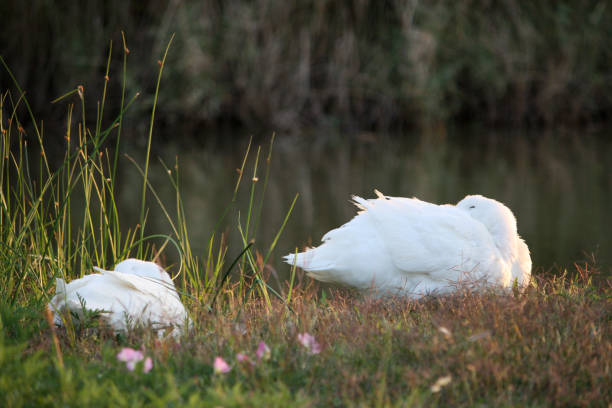 Sleeping Ducks next to lake or pond American Pekin Ducks sleeping in grass with flowers next to water. peacful stock pictures, royalty-free photos & images