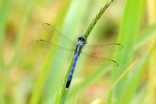 istock Blue and Green Dragonfly on Plant, Central Texas 657609244