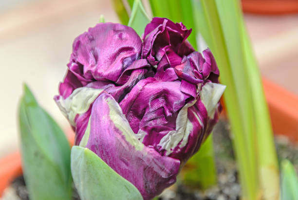 Blue wow tulip violet and white flower, close up