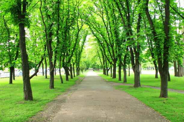 istock Beautiful park with many green trees 657610372