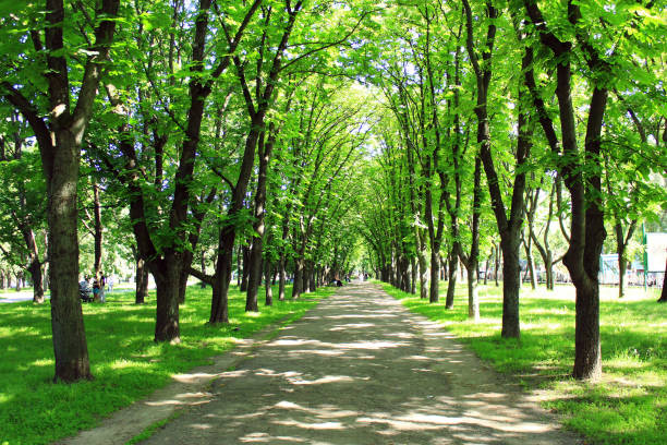 istock Beautiful park with many green trees 657612616