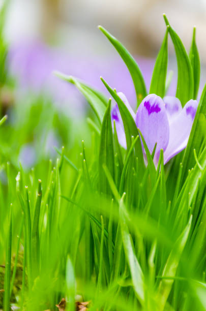 istock The field with crocuses in the wild nature 657613022