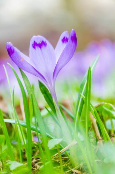 The field with crocuses in the wild nature in the spring