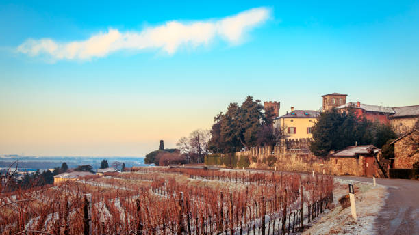 istock snowy morning in the vineyard 657630746