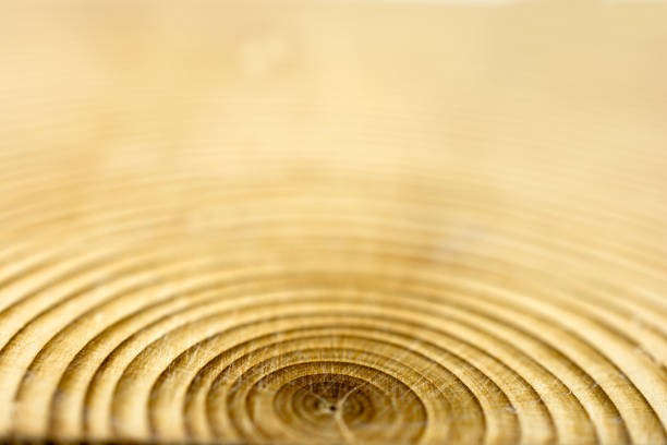 Cross section of pine tree showing growth rings. Good background with copy space.