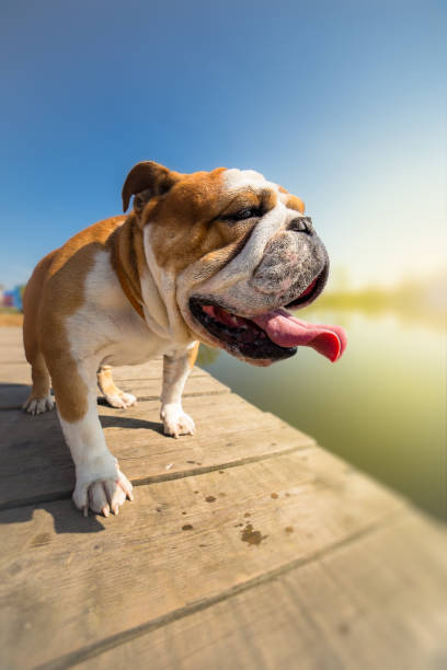 istock English bulldog dog standing on the dock 657637040