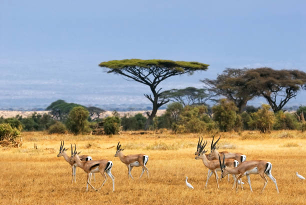 Grantâs gazelles African landscape with gazelles, Amboseli, Kenya antelope photos stock pictures, royalty-free photos & images