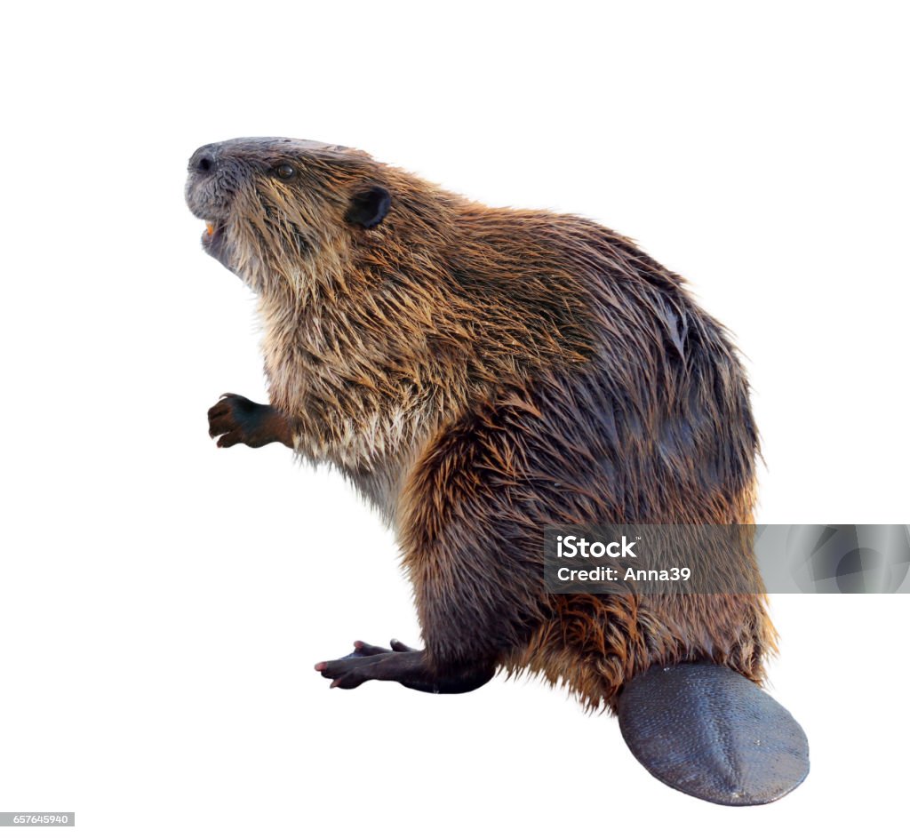 A Beaver Isolated on a White Background A North American Beaver standing on his hind legs showing his tail. He looks like he is smiling. Beaver Stock Photo