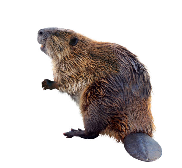 A Beaver Isolated on a White Background A North American Beaver standing on his hind legs showing his tail. He looks like he is smiling. beaver stock pictures, royalty-free photos & images
