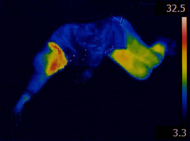 Infrared Human Body stock photo